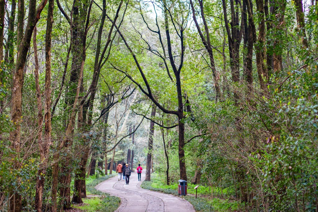 Peaceful forest trail with people walking in Nanjing, showcasing lush greenery and tranquility.