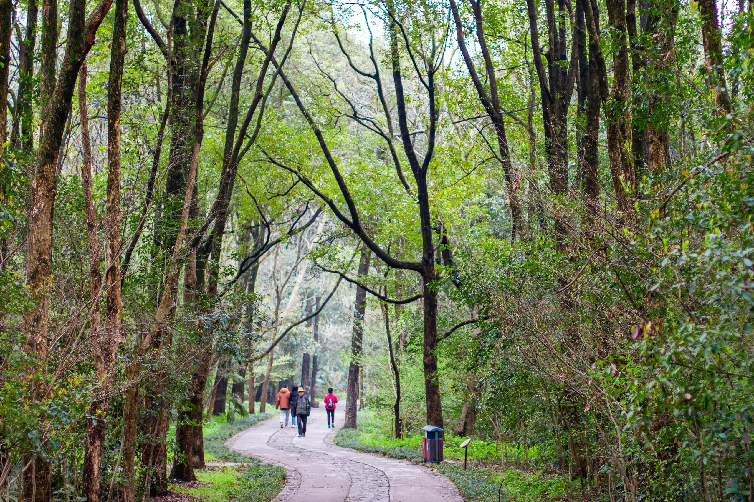Peaceful forest trail with people walking in Nanjing, showcasing lush greenery and tranquility.